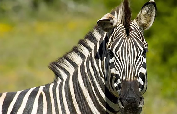 Сайт праздничного агентства «Зебра»